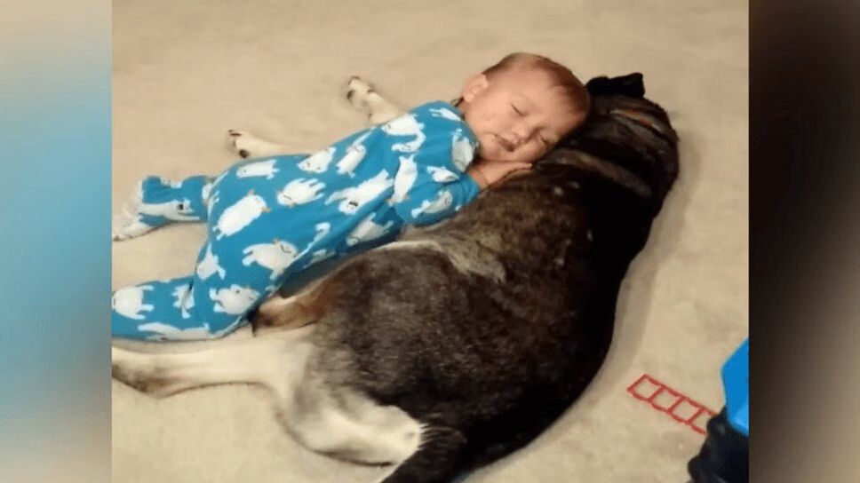 Adorable Dog Cuddles With World's Sleepiest Little Boy (VIDEO)