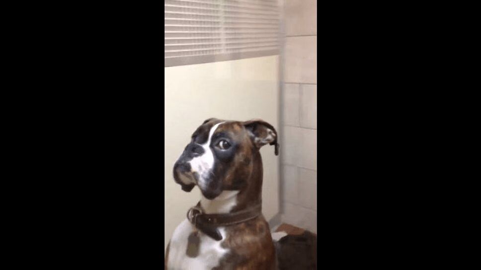 Adorable Dog Refuses to Forgive Owner for Taking Him to the Vet (VIDEO)