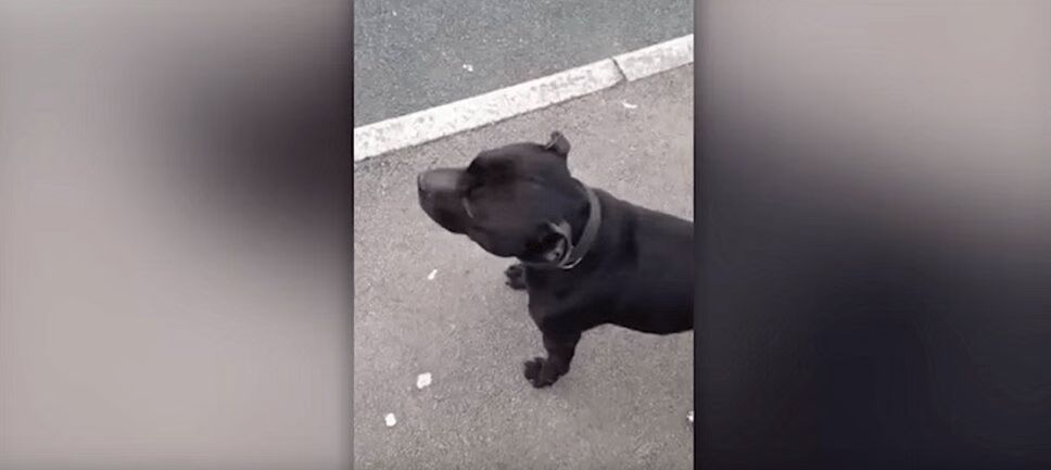 Adorable Dog Waits In Line for Ice Cream Truck (VIDEO)