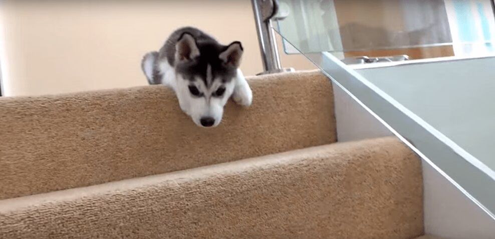 Adorable Husky Puppy Faces Greatest Challenge Yet -- The Stairs (VIDEO)