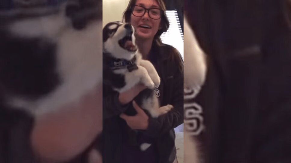 Adorable Husky Puppy Says 'Banana' Like He's Part-Minion (VIDEO)