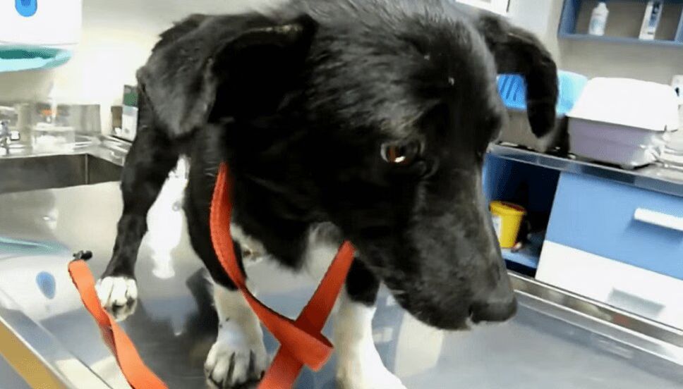 Adorable Little Dog Rescued From Streets - Watch Her Amazing Transformation! (VIDEO)