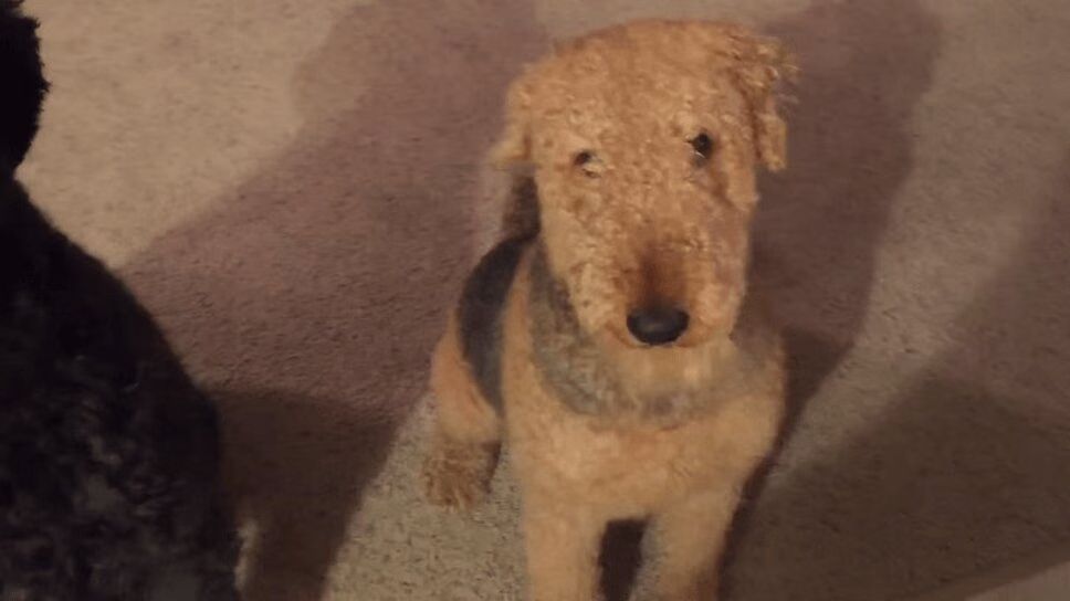 Adorable Rescue Dog Without Vocal Chords Finally Finds Forever Home (VIDEO)
