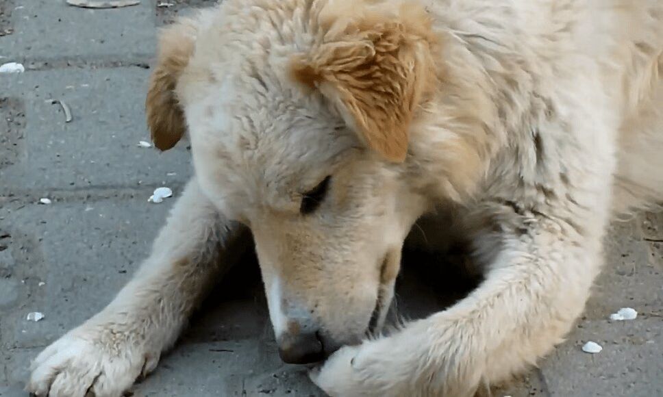 Adorable Stray Dog Finds the Loving Help He Deserves (VIDEO)