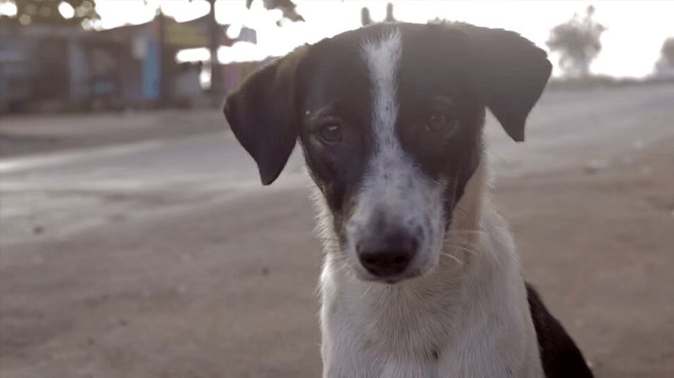 Adorable Stray Dogs Get Fitted for Reflective Collars In India (VIDEO)