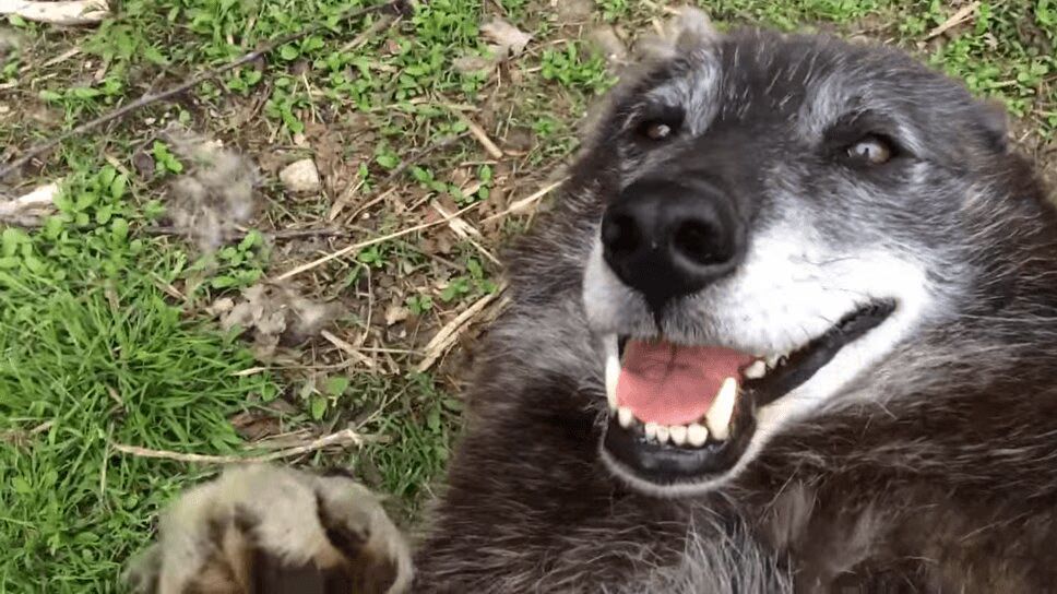 Adorable Wolf Dog Loves Nothing More Than a Good Belly Rub (VIDEO)
