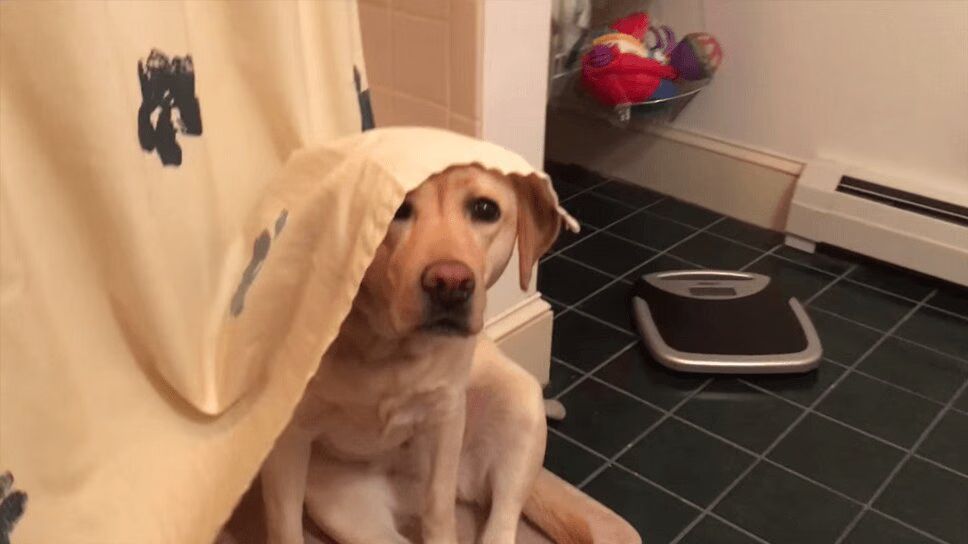 Adorable Yellow Lab Just Might Be World's Quirkiest Dog (VIDEO)