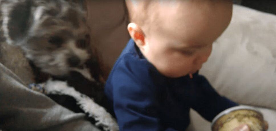 Adorably Sneaky Puppy Steals Toy From Baby (VIDEO)