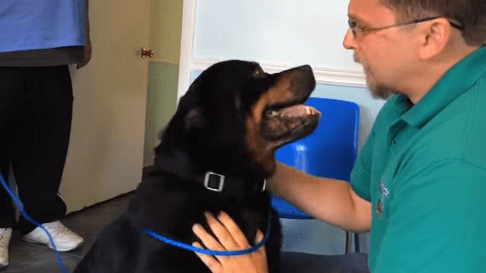 Precious Dog Reunited With Owner After Eight Years Apart (VIDEO)