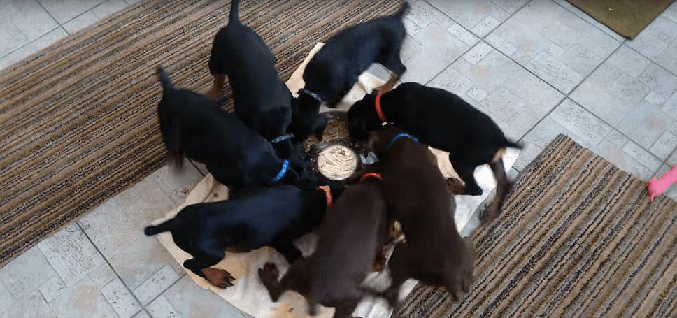 Precious Feasting Puppies Form World's Cutest Pinwheel (VIDEO)