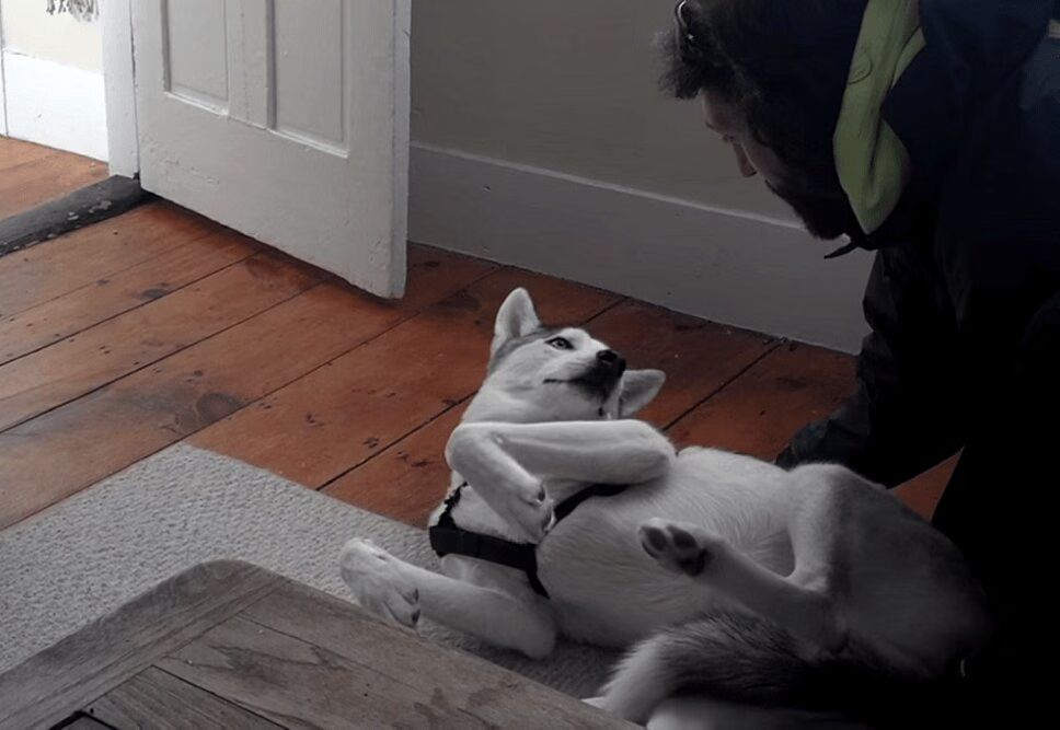 Precious Husky Says 'No' to Going to Kennel (VIDEO)