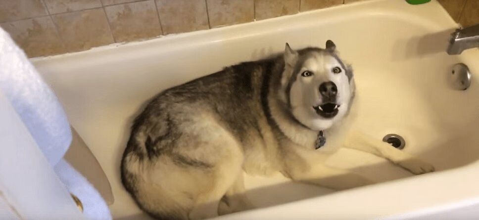 Precious Husky Throws Epic Temper Tantrum (VIDEO)