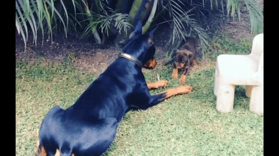 Precious Puppy Challenges Huge Doberman (VIDEO)