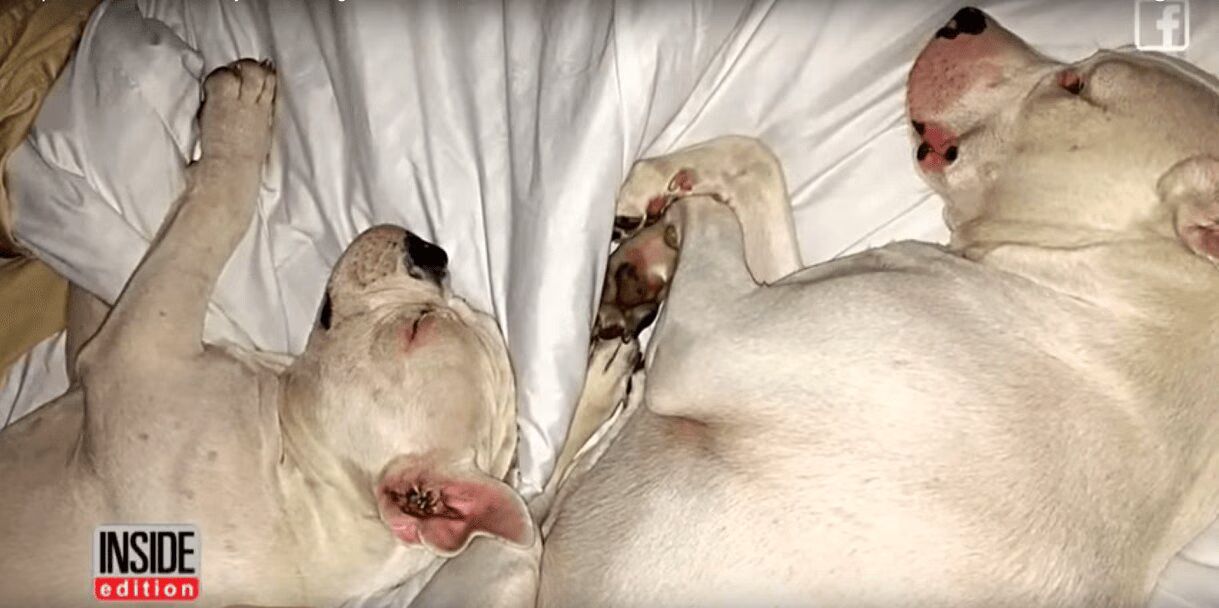 Two Blind Dogs Finally Meet After Cross-Country Road Trip (VIDEO)