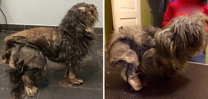 Dogs Matted Fur Transformation Before After