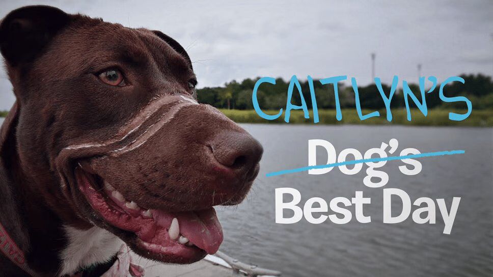 Abused Rescue Dog Has Her Best Day Ever (VIDEO)