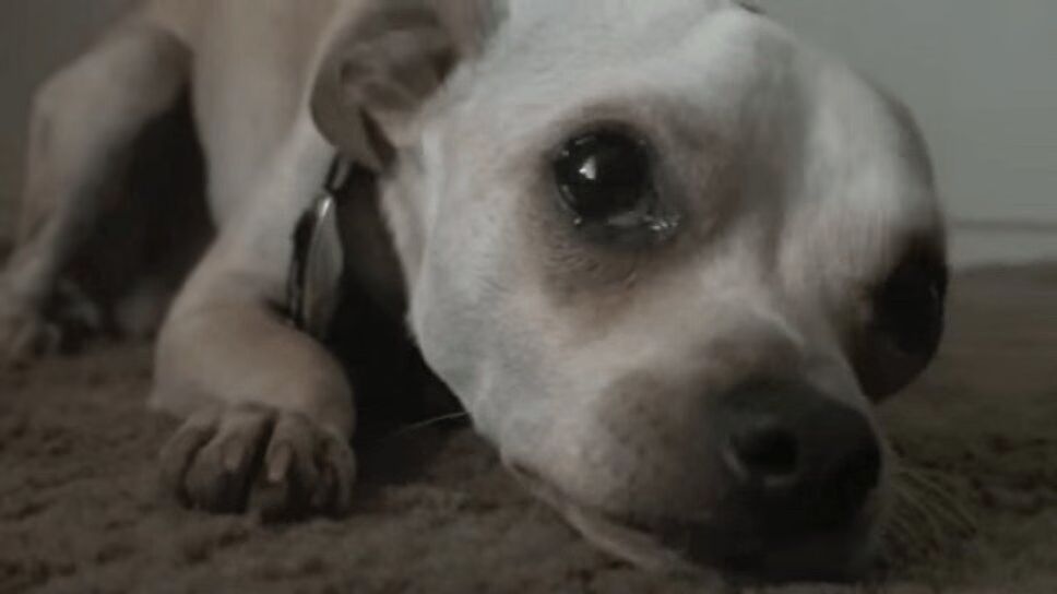 Adorable Chihuahua Really Hates Taking Baths (VIDEO)