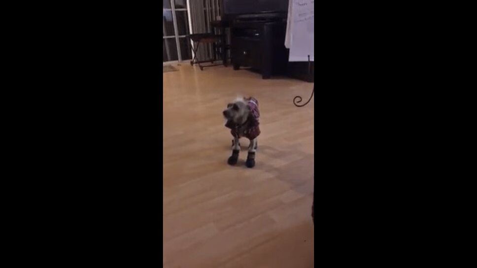 Adorable Dog Gets New Pair of Shoes -- And New Attitude! (VIDEO)