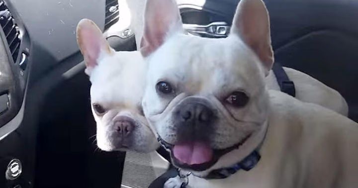 Adorable French Bulldogs Excited To Go To Park -- Just Wait Til They Get There! (VIDEO)