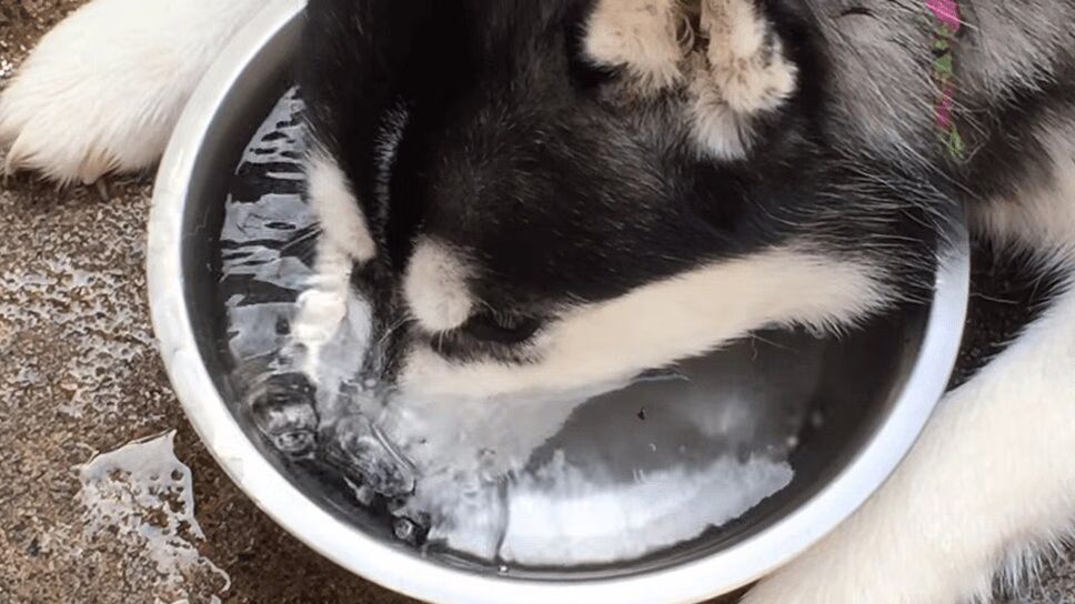 Adorable Husky Blows Bubbles In Water Like a Little Kid (VIDEO)