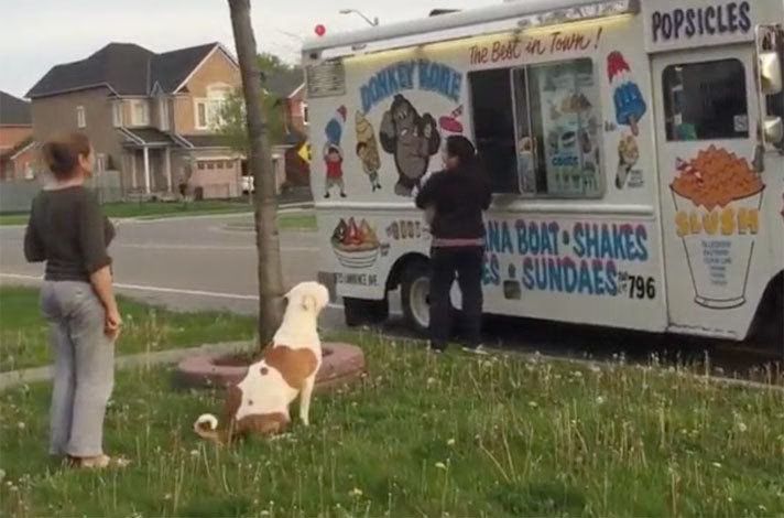 Adorable Pit Bull Patiently Waits for Treat From Ice Cream Truck (VIDEO)