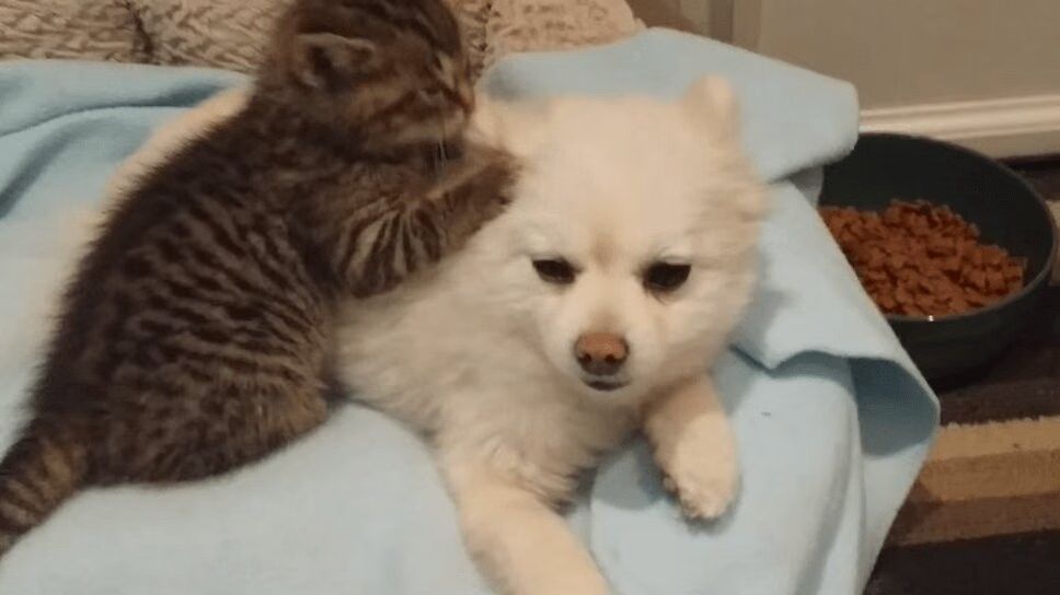 Adorable Pomeranian Puppy Bonds With Precious Rescue Kitten (VIDEO)