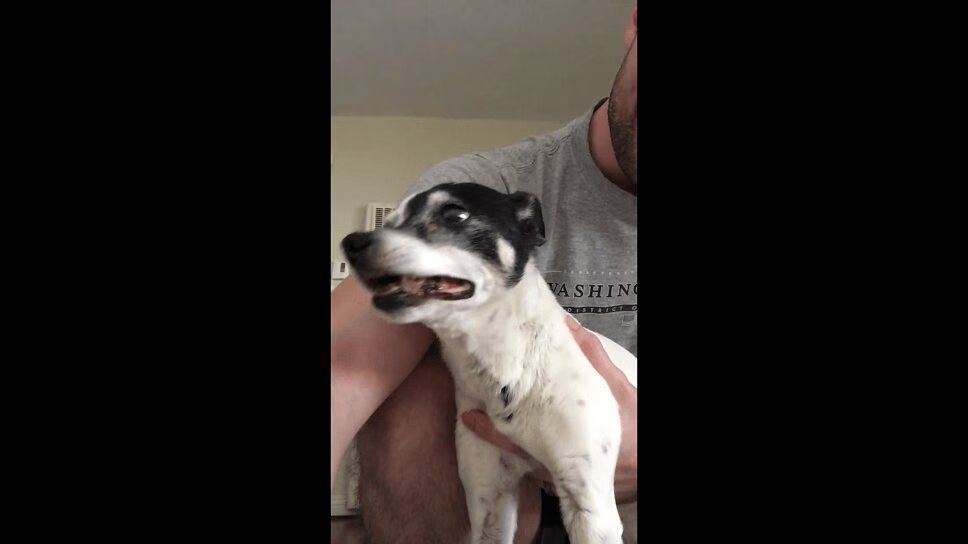 Adorable Rat Terrier Can't Stop Sneezing (VIDEO)
