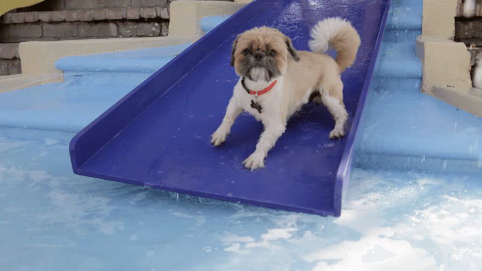 Adorable Rescue Dogs Go To Water Park - So Cute! (VIDEO