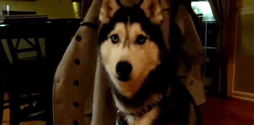 Adorable Talking Husky Speaks Twelve Different Words (VIDEO)