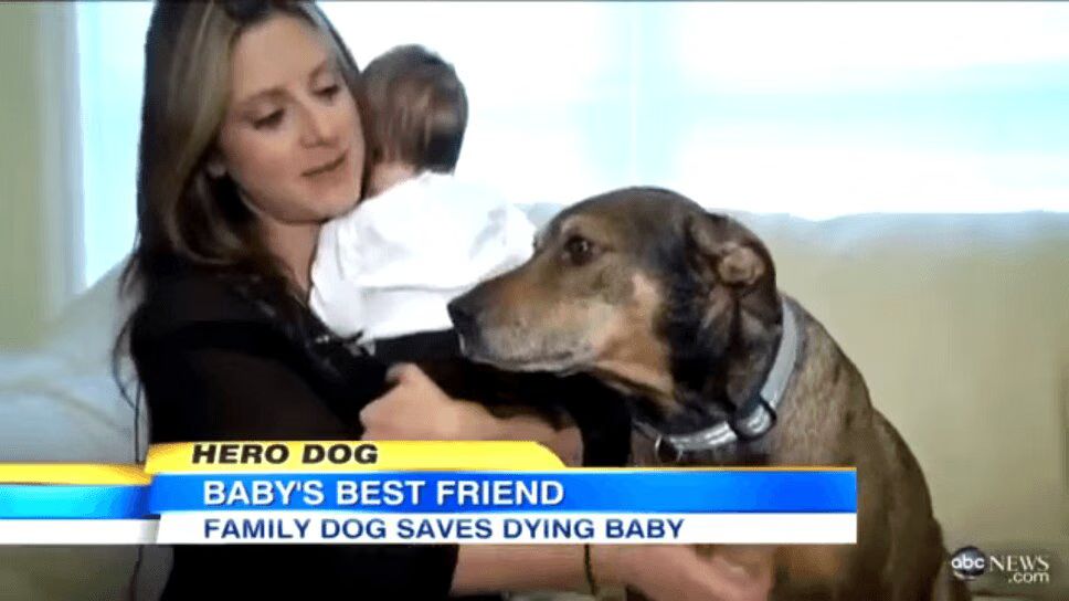 Amazing Hero Dog Rescues Dying Baby (VIDEO)