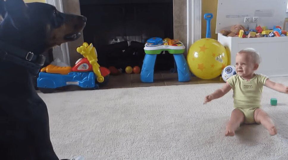 Cute Dogs and Adorable Babies Compilation Will Warm Your Heart (VIDEO)