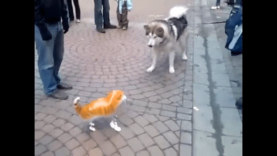 Cute Husky Comes Face-To-Face With Inflatable Cat (VIDEO)