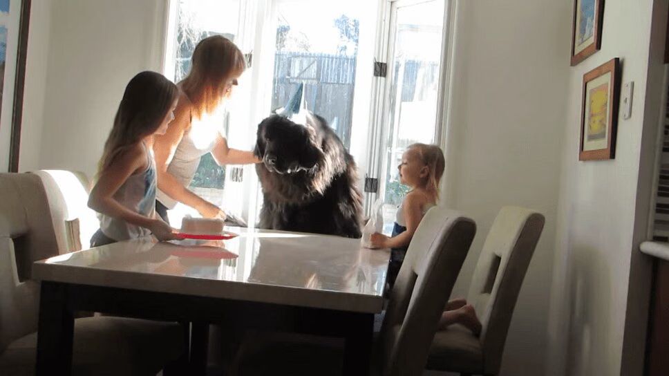 Enormous Dog Celebrates His 7th Birthday - Too Cute! (VIDEO)