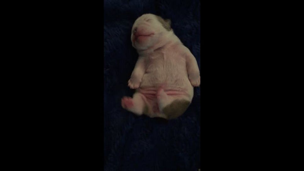 Precious Bulldog Puppy Dreaming Is Downright Adorable (VIDEO)