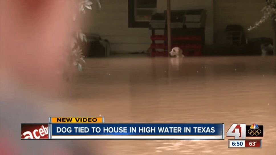 Precious Dog Tied Up In Texas Flood Rescued Just In Time (VIDEO)