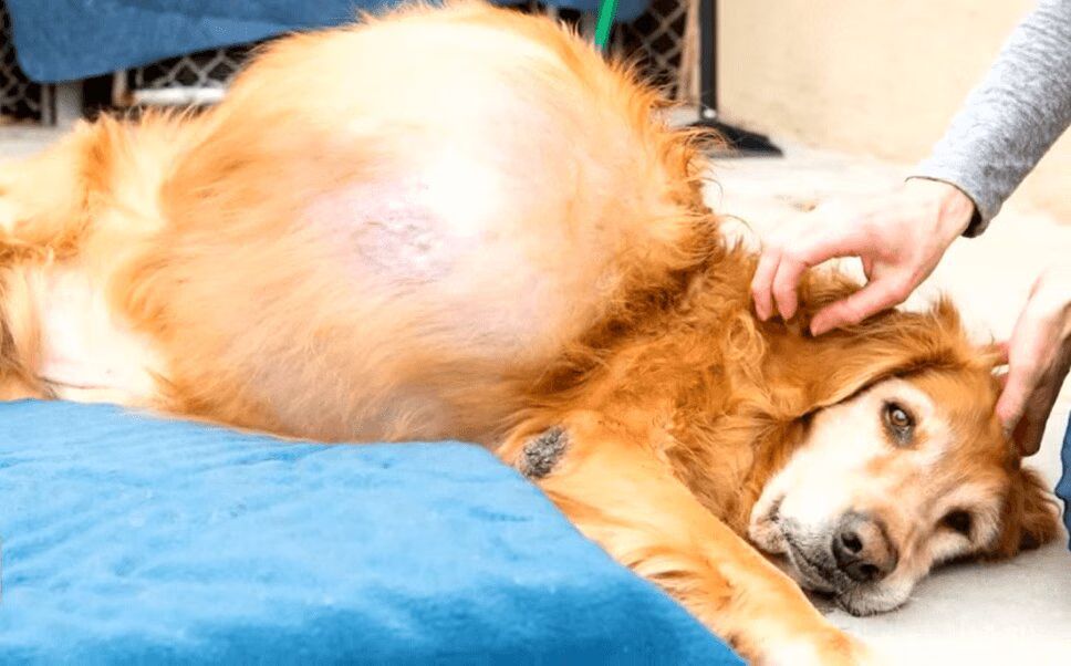 Precious Dog With 46-Pound Tumor Gets Life-Saving Surgery (VIDEO)