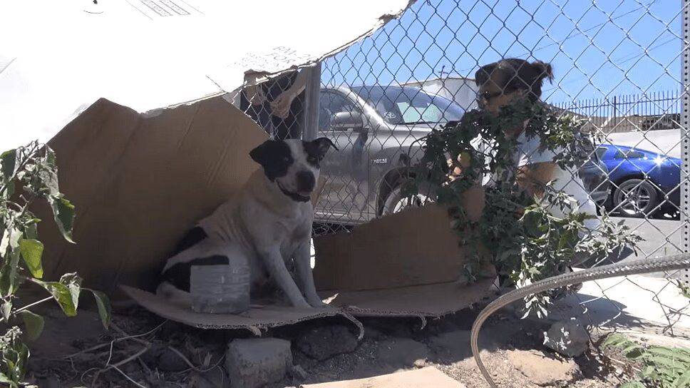 Precious Homeless Pit Bull Rescued from Abandoned Lot (VIDEO)