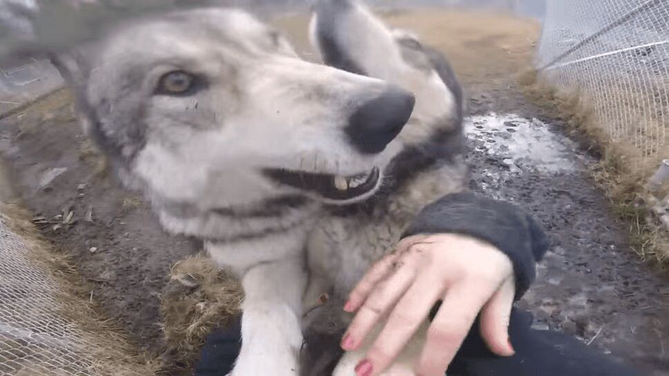 Precious Wolf Dogs Smother Owner With Welcome Kisses (VIDEO)