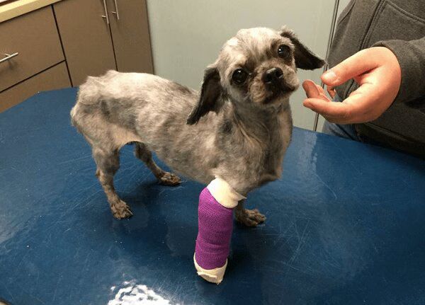 Dogs Matted Fur Transformation Before After