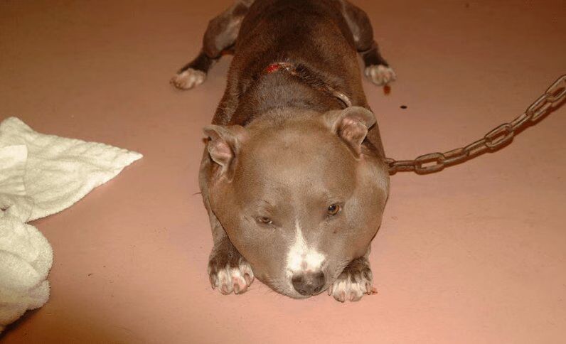 Pit Bull Roxanne 6 Pound Chain Swollen