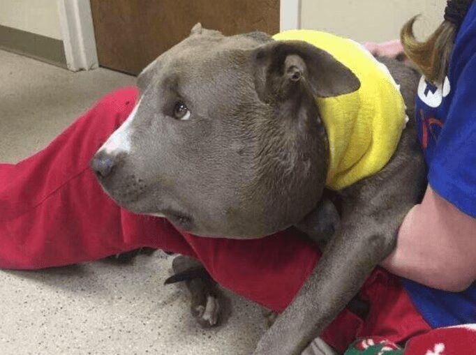 Pit Bull Roxanne 6 Pound Chain Swollen