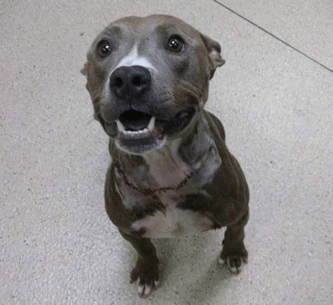 Pit Bull Roxanne 6 Pound Chain Swollen Recovery After