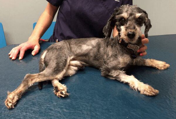 Dogs Matted Fur Transformation Before After