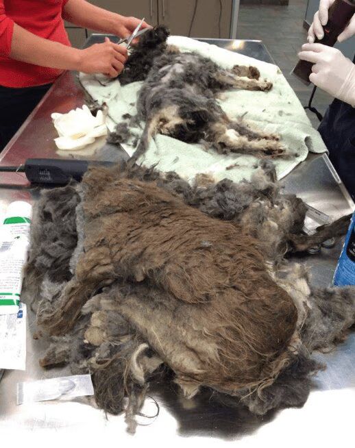 Dogs Matted Fur Transformation Before After