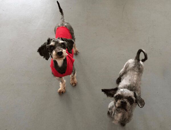 Dogs Matted Fur Transformation Before After