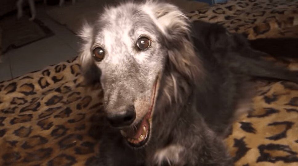 25-Year-Old Rescue Dog Could Be World's Oldest Pooch (VIDEO)