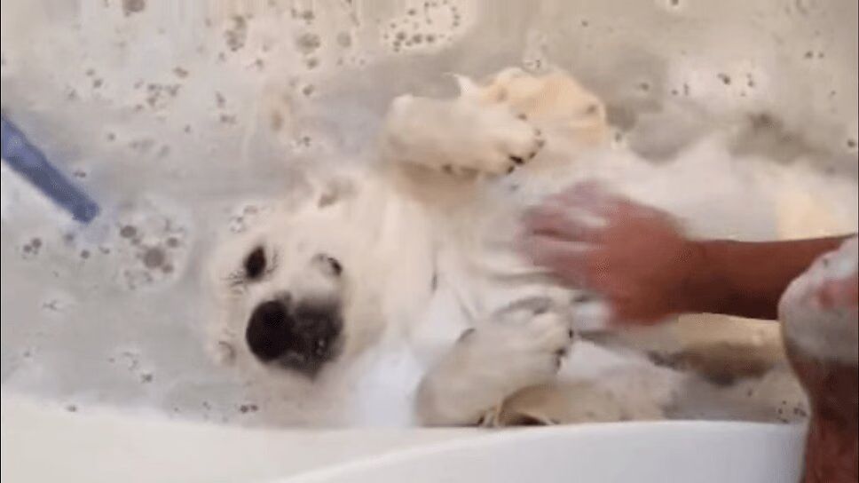Adorable Bath-Loving Dog Is Beyond Cute (VIDEO)