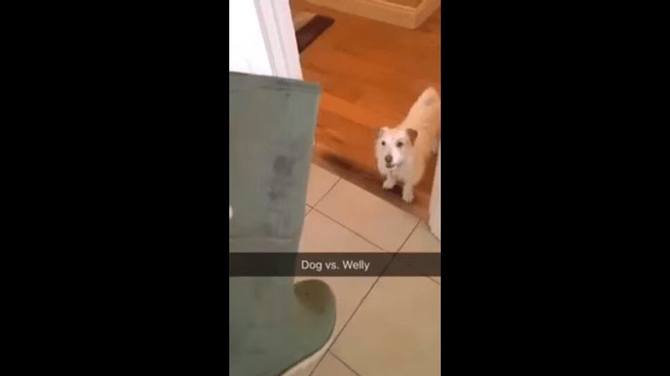 Adorable Dog Is Scared of Absolutely Everything (VIDEO)