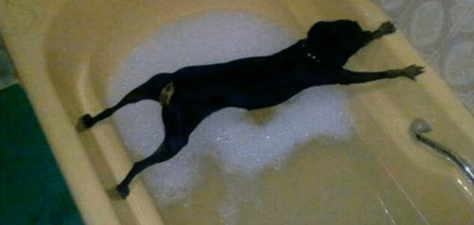 Adorable Doggy Bath Time Compilation Is Hilarious (VIDEO)