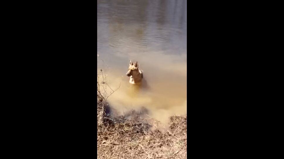 Adorable German Shepherd Throws Hilarious Temper Tantrum (VIDEO)